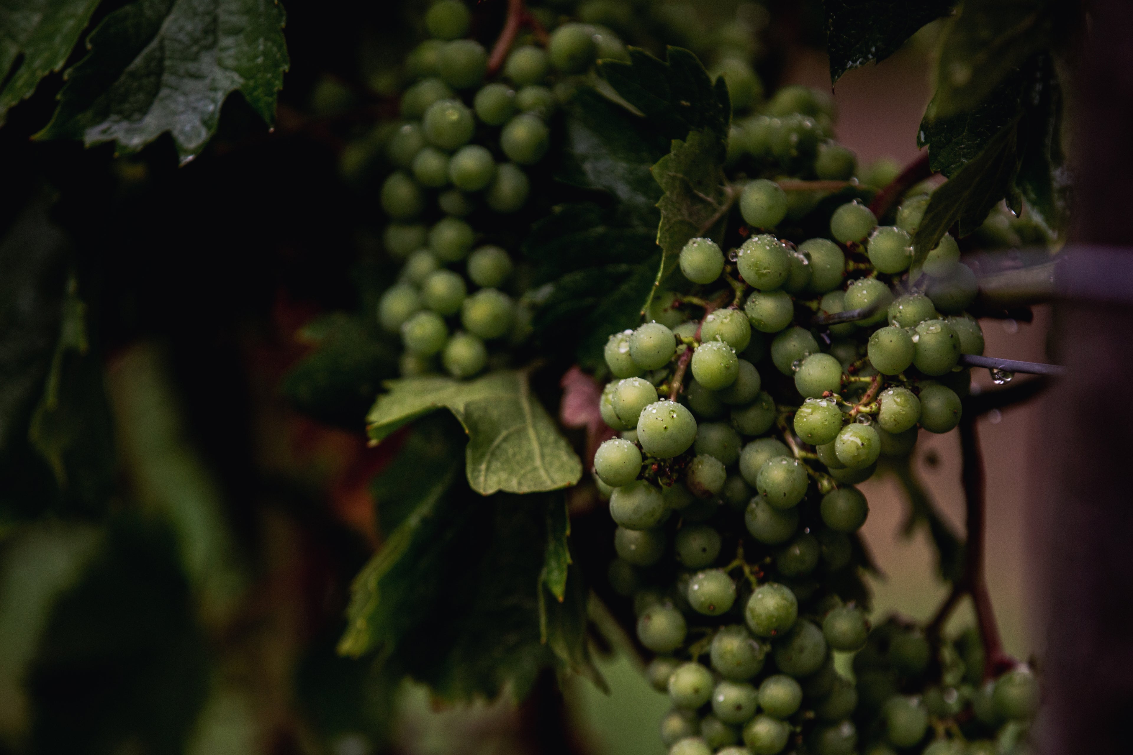 Trauben zu Wein